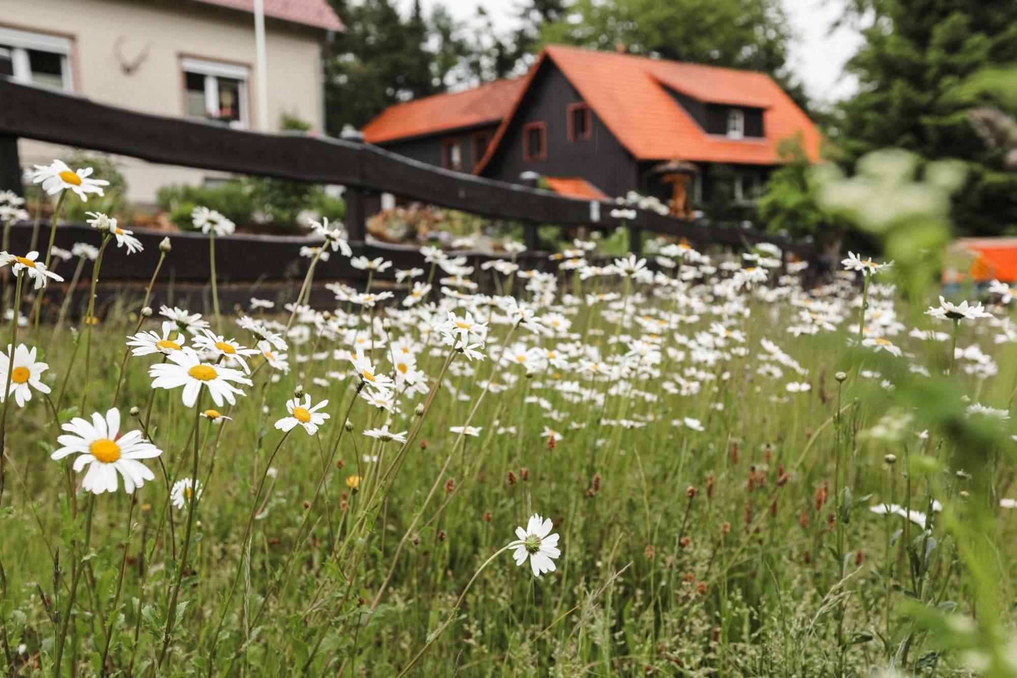 Terrassenhaus Im Harz, Pool, Sauna, Wlan Braunlage Esterno foto